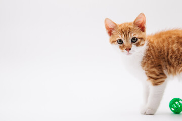 Small orange kitten with ball isolated on white background