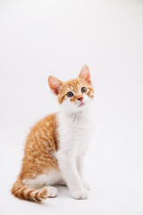sitting orange kitten on white isolated background