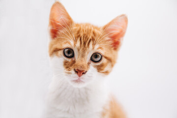 Orange kitten isolated white background