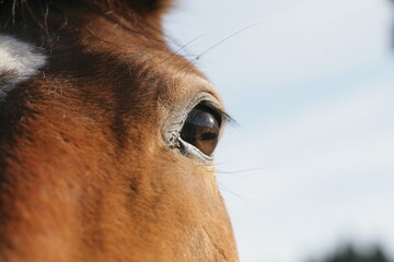 A close up of a horse's eye with a blurry background