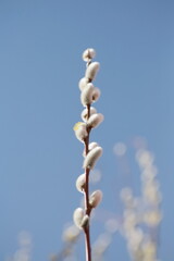 A tall stalk of flowers with a blue sky in the background - 748989435