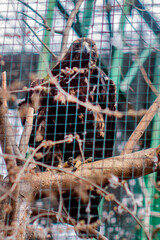 An eagle in a cage sits on a branch in the zoo	

