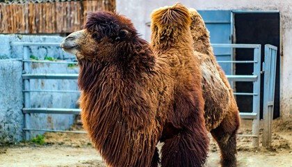 Large shaggy camel in the zoo close-up	
