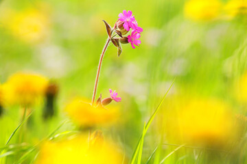 A single pink flower is in the foreground of a field of yellow flowers - 748991093