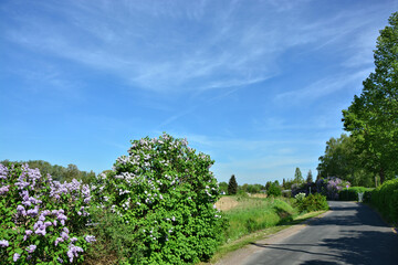 Weg mit Fliederbusch