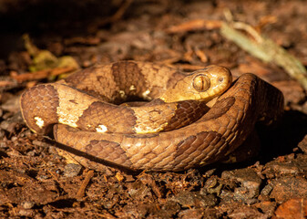 Dipsas bucephala