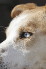 A dog with a blue eye and brown fur - 748991865