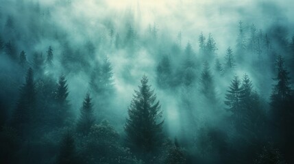 A minimalist photograph capturing a misty forest, where tall trees fade into the fog