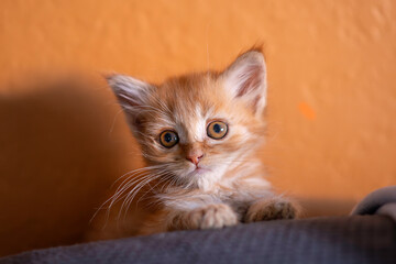 little kitten