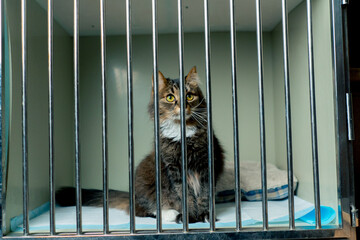In a veterinary clinic in a spacious enclosure behind an iron grate there is a long-haired cat