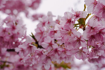 Sakura in Japan 