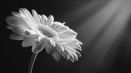 Monochrome Close-Up of Flower