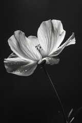 Monochrome Close-Up of Flower