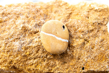 Oval Rock with Unique White Stripe on Rough Texture