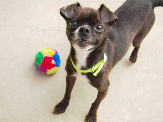 chihuahua puppy playing with ball
