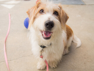 photograph of a shelter dog