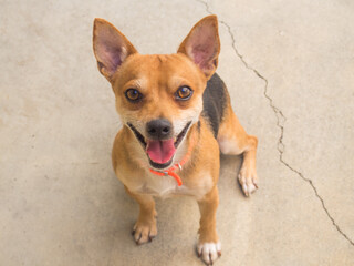 chihuahua dog portrait