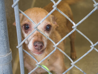 Chihuahua dog in a kennel