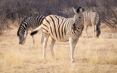 Group of zebra grazing in a bush of the Etosha National park, Namibia. Three Burchell's zebra in wildlife of the african savanna, close-up view.