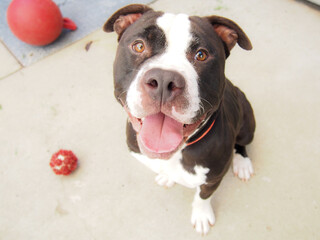 american staffordshire terrier