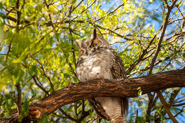Great Horned Owl