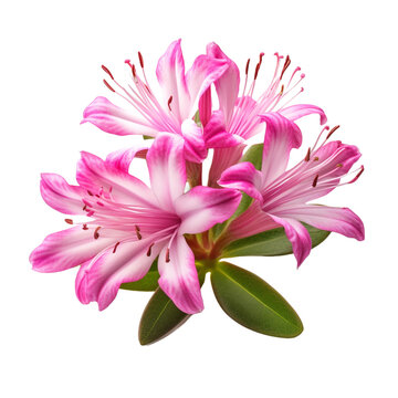 Rhodora isolated on transparent background