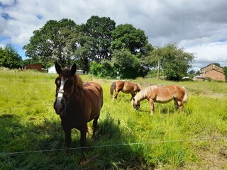 Caballos pastando en una finca en Galicia