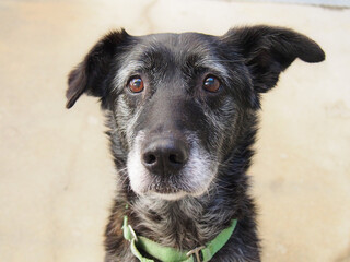Black dog with grey face