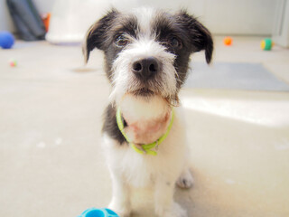 cute dog