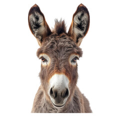 donkey face shot isolated on white background cutout