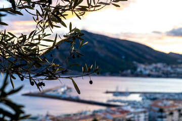 Olive Branches Overlooking Altea Harbor at Sunset