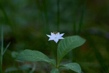Trientalis europaea (arctic starflower) White spring flowers, in the pine forest. Macro photo.
