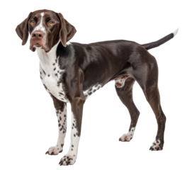 Kurtzhaar in full height. a breed of hunting dogs.