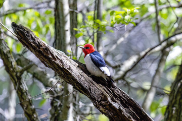 The red-headed woodpecker (Melanerpes erythrocephalus)