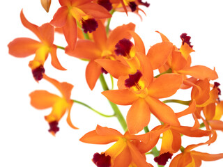オレンジ色のカトレアの花