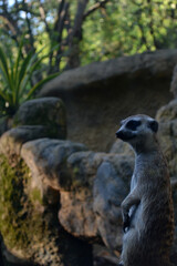 Fototapeta premium suricata atento a la llegado de su familia 