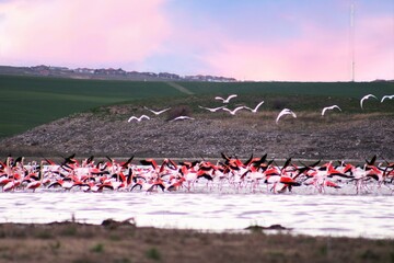 Fototapeta premium flamingos in the lake