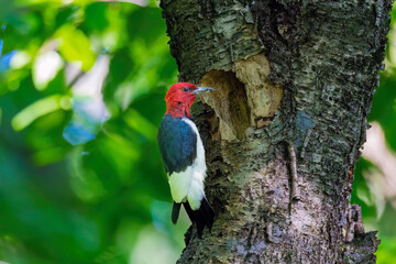 The red-headed woodpecker (Melanerpes erythrocephalus)