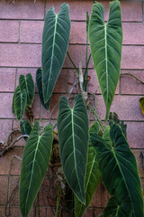 Long green leaves of black-gold philodendron on red brick wall background - 749005070