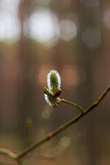 Willow branches with earrings. Beauty of nature. Spring, youth, growth concept.
