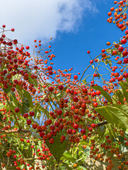 autumn leaves against sky