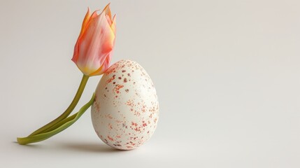 boiled egg and tulip on a white background. - obrazy, fototapety, plakaty
