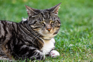 A portrait of a tabby cat