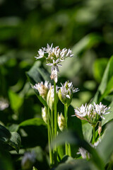 Wild garlic in bloom in Sussex woodland, with a shallow depth of field