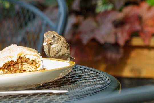 Closeup of a Female House Sparrow Eating a Bread Crumb from a Leftover Plated Sandwich on a Metal Table Top Outdoors