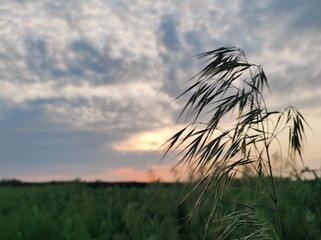 sunset over the field