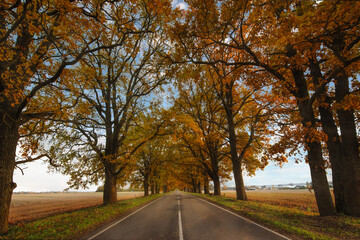 Fototapeta na wymiar Trees are planted along the road, forming a tunnel of colorful autumn forest. Romantic tunnel of autumn trees