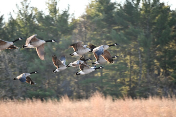 Geese Flying Past