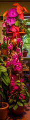 Orchid flowers in pots near a window, with green leaves and pink and orange petals.