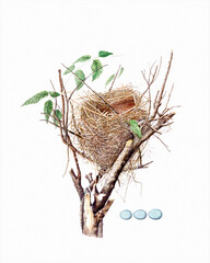 Beautiful bird's nest. Black throated bunting